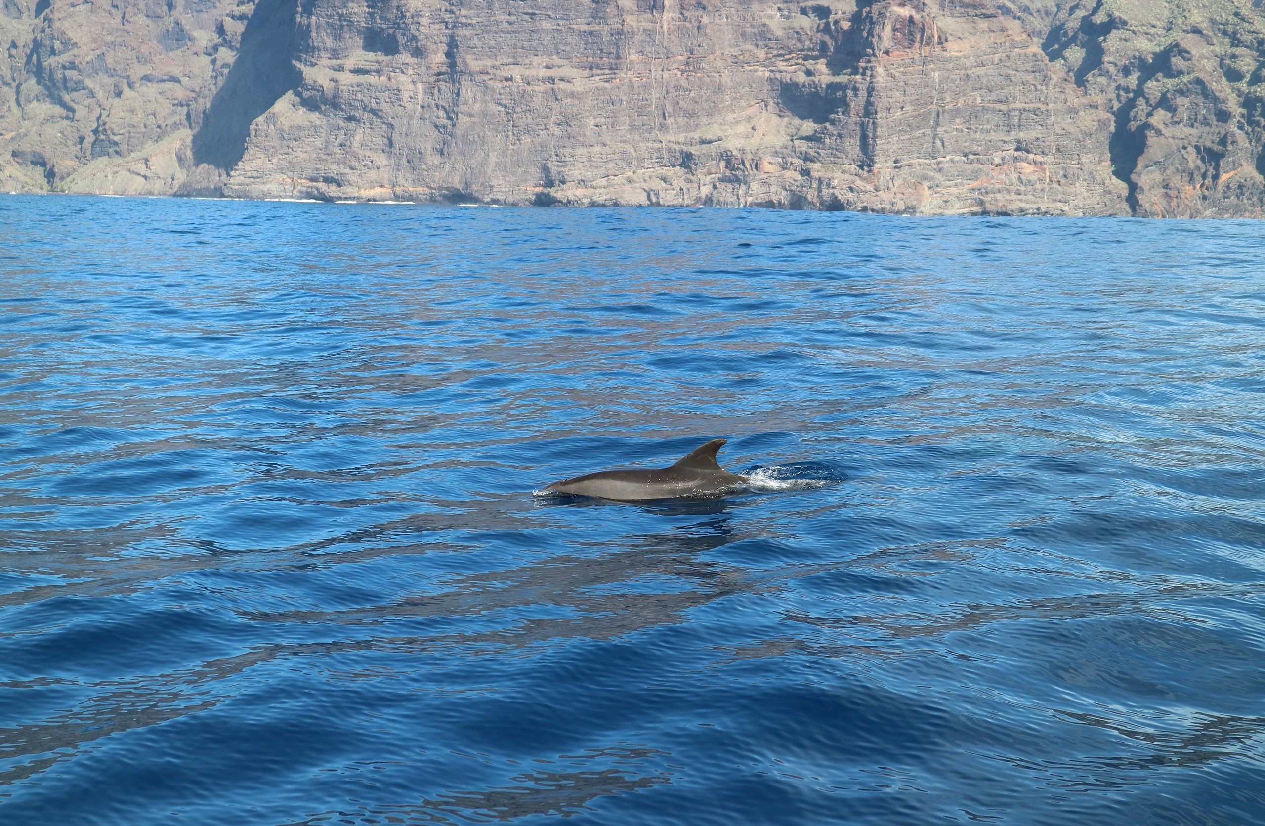Foto de avistamiento de un delfín cerca de la costa