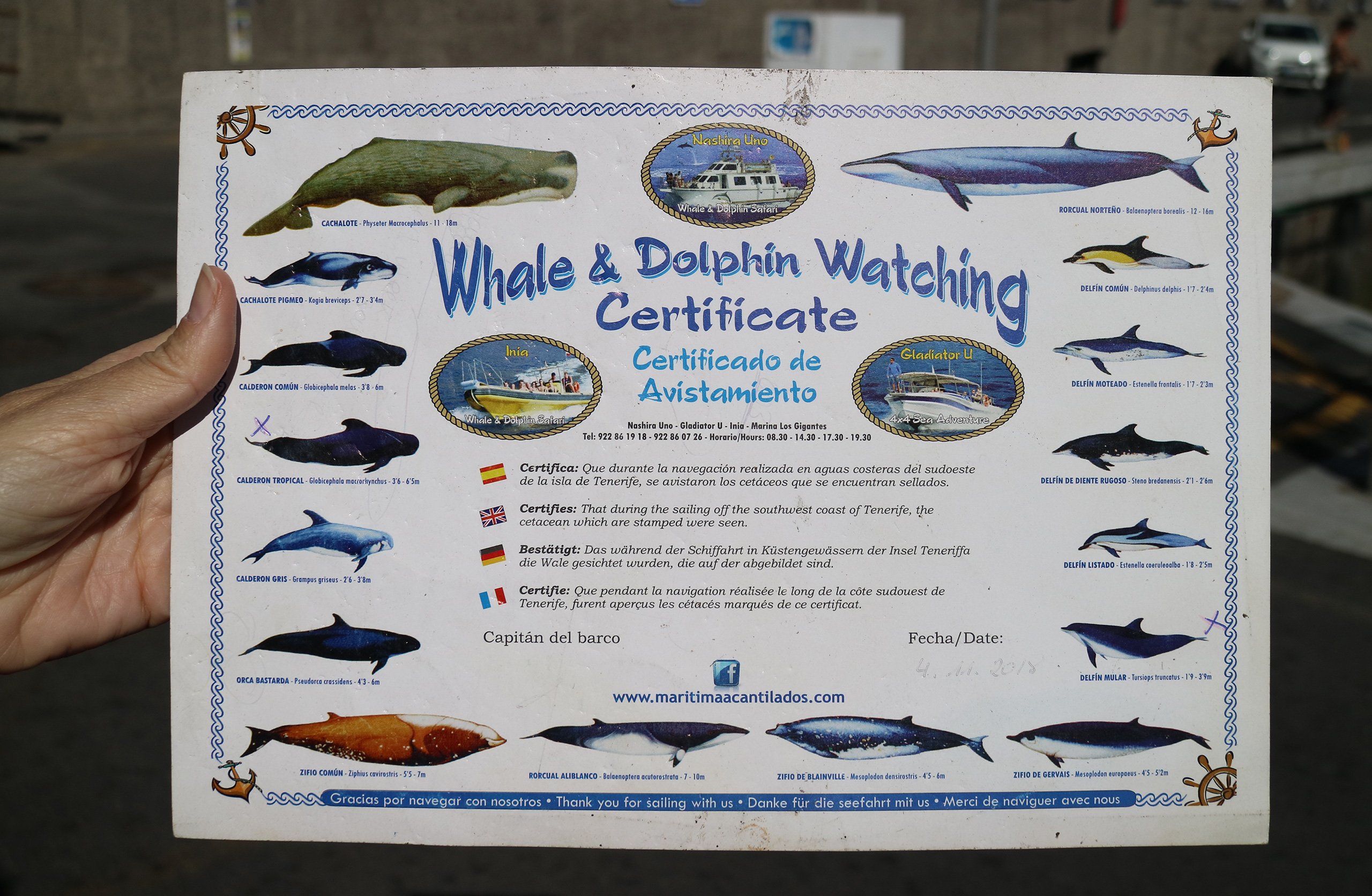 Foto de una certificado de avistamiento de cetáceos que han podido ver durante su viaje en barco