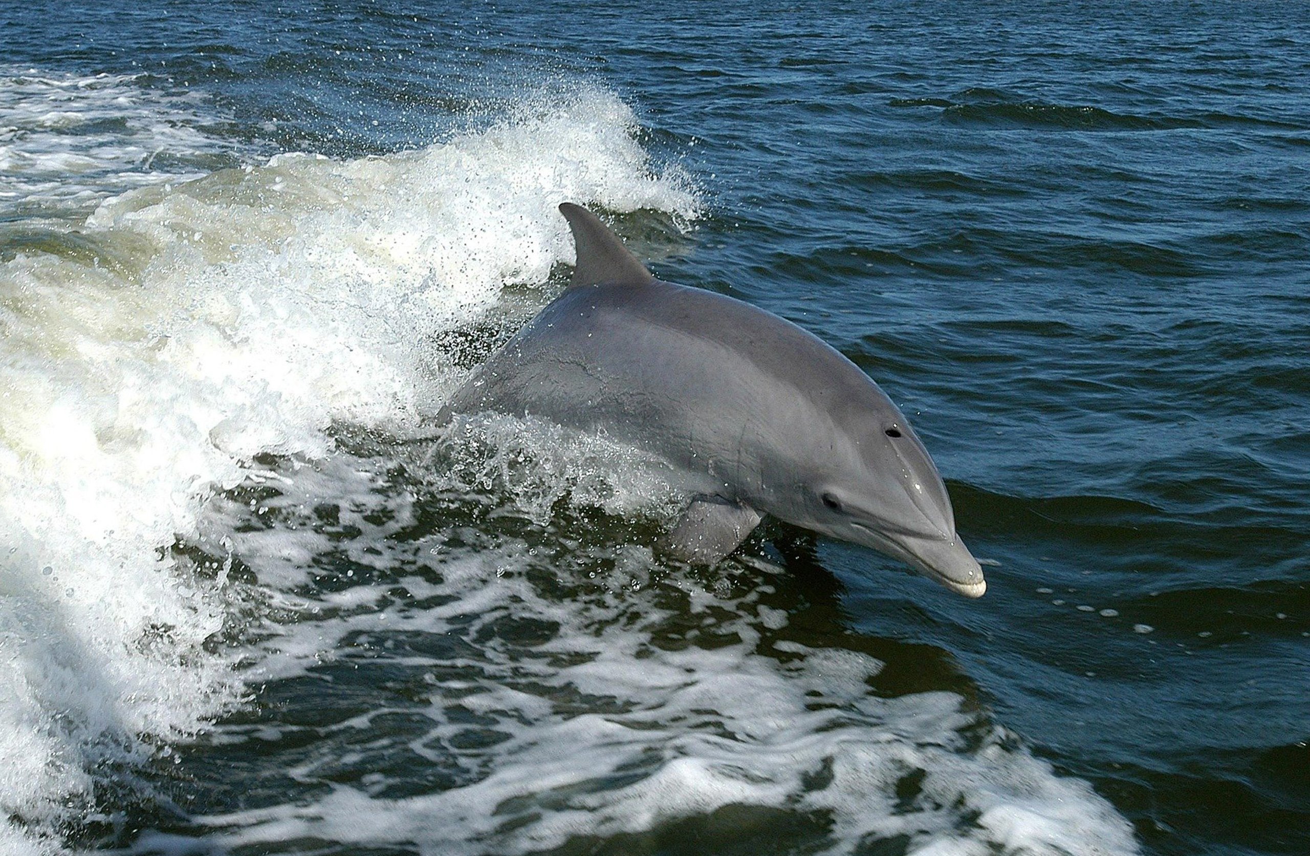 Foto tomada de una delfín saltando una ola