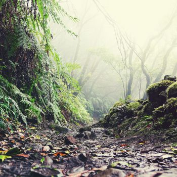 Sendero por el bosque