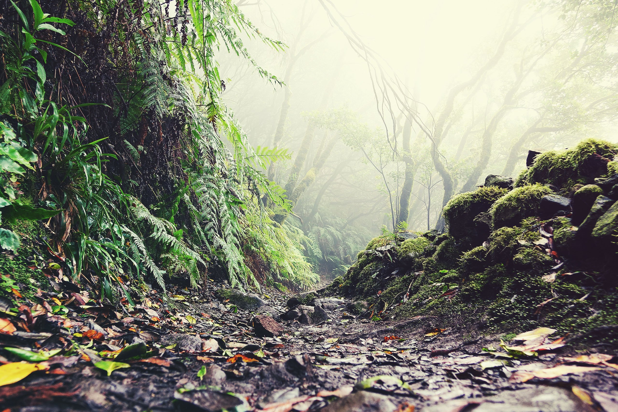 Sendero por el bosque