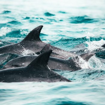Foto de una manada de delfines nadando en la superficie