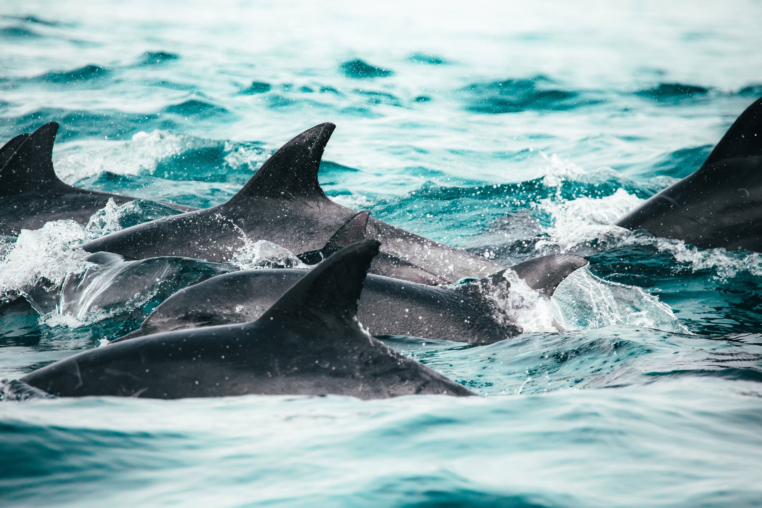 Foto de una manada de delfines nadando en la superficie