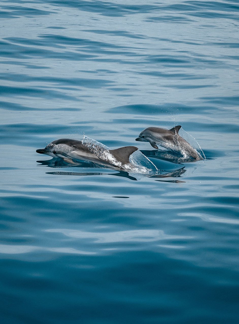 Imagen de una pareja de delfines nadando en la superficie de un mar en clama.