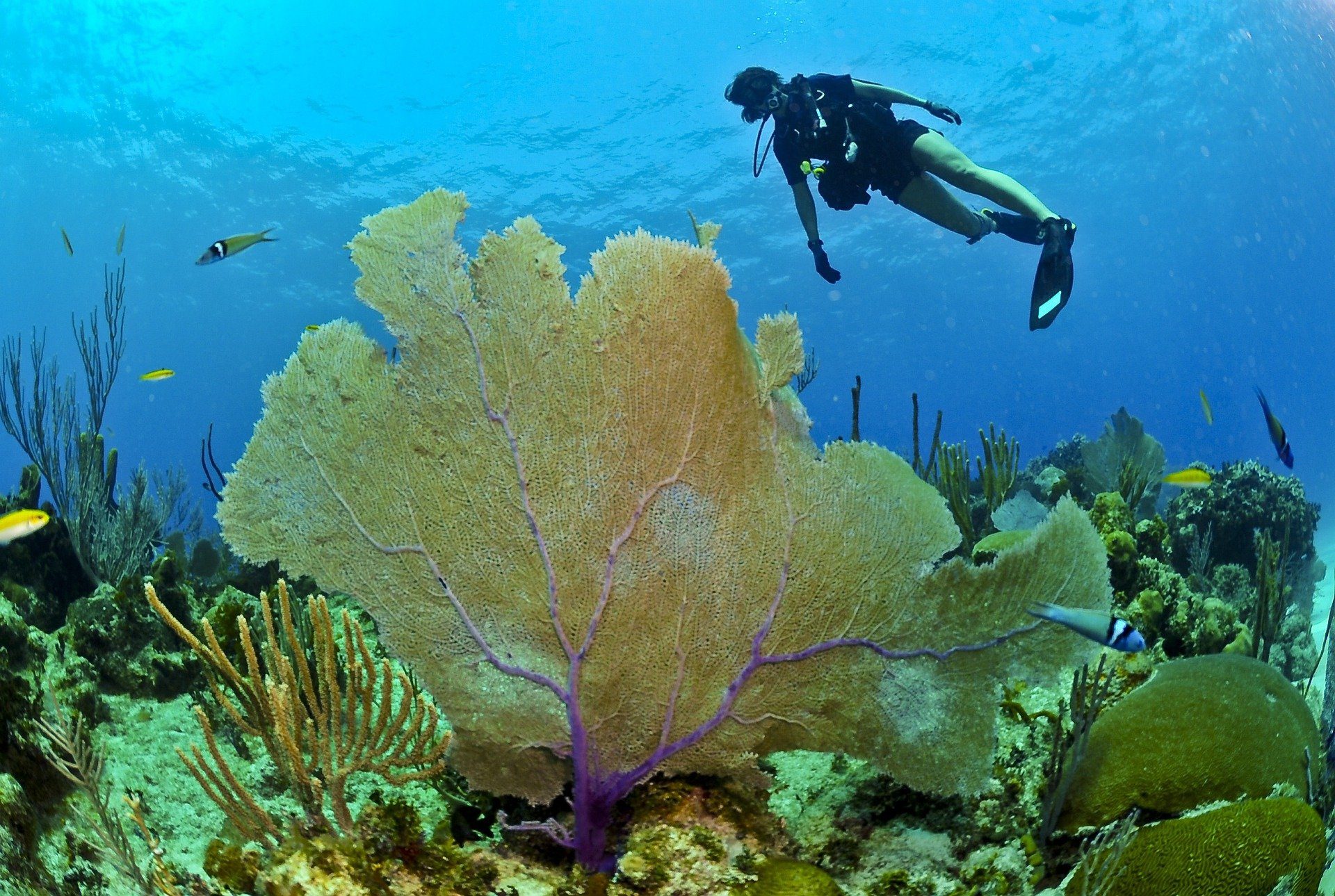 Buzo nadando en el arrecife mientras pasa por encima de un enorme coral amarillo con varios peces nadando al lado